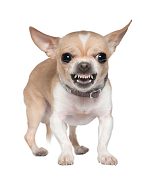 what dog breed has the scariest bark