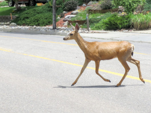 How to Avoid Getting Into a Serious Auto Accident with Wildlife 